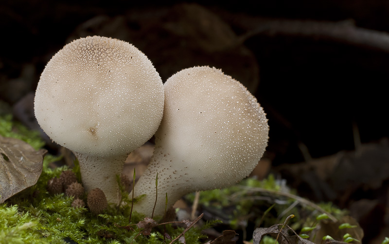 Lycoperdon pyriforme